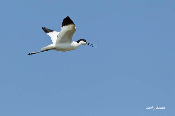 L'avocette élégante survolant le marais On perçoit bien son bec recourbé